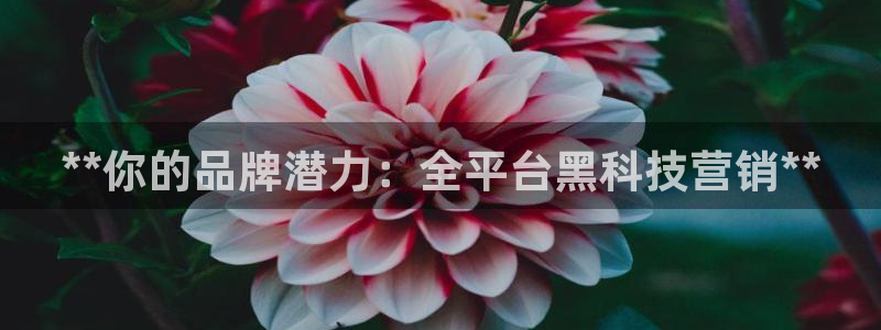 金年会网站